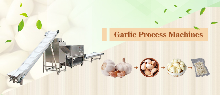 Garlic Process Machines 