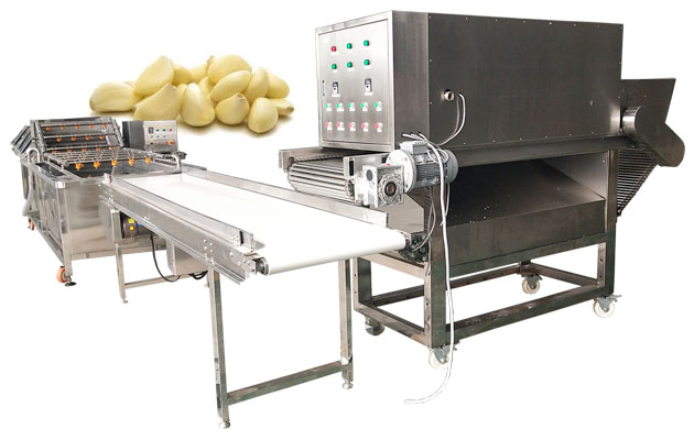 Automatic Garlic Clove Breaking and Peeling Machine for Spain Customer   Garlic Peeling Machine, Garlic Breaking Machine, Garlic Root Cutting Machine