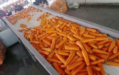 Carrot Cleaning machine Supplier Cost